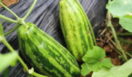 吃瓜网最近的瓜,娱乐圈最新重磅事件大曝光！