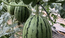 网红最新吃瓜,揭秘娱乐圈幕后真相