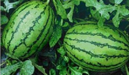 人人网吃瓜朝阳黑料,人人网吃瓜朝阳黑料背后的真相