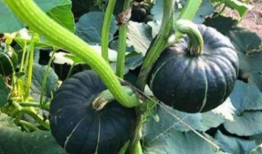 爱可可网红吃瓜视频,揭秘娱乐圈幕后故事